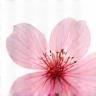 Sakura Frame Photography ロゴ